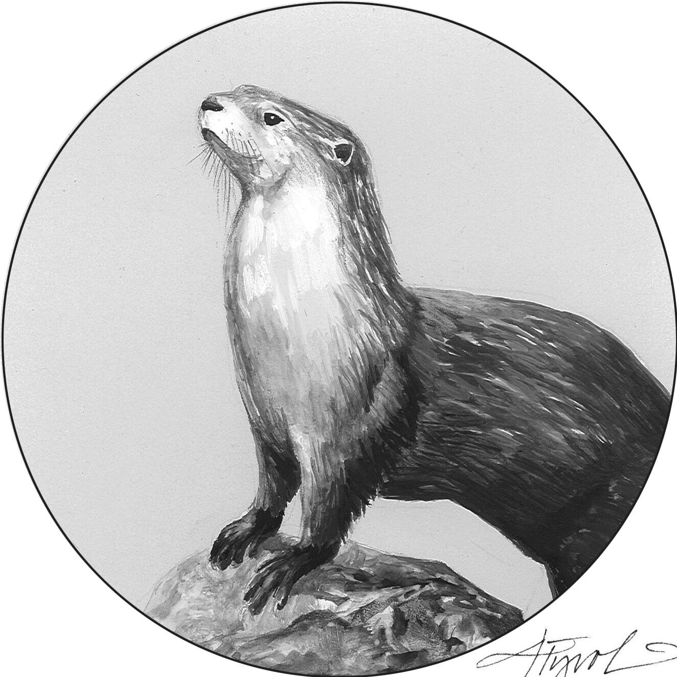 The Outside Story: Otters among us